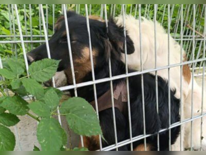 Kleine, schüchterne Vaiana = sucht Liebe und Treue
