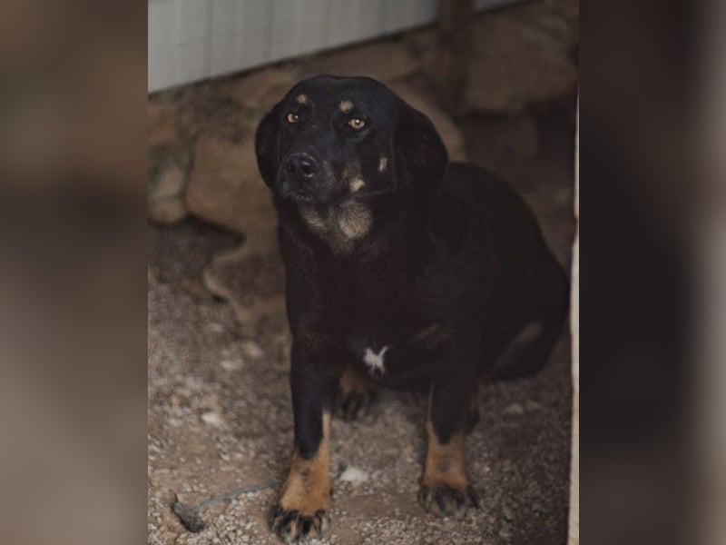 YARINA❤️zartes Hundemädchen möchte endlich aus dem Tierheim ausziehen