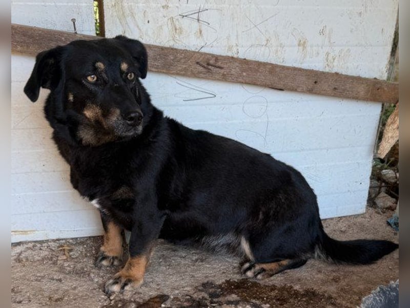 YARINA❤️zartes Hundemädchen möchte endlich aus dem Tierheim ausziehen