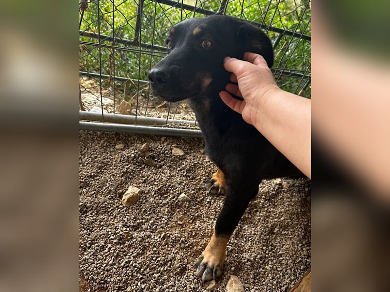 YARINA❤️zartes Hundemädchen möchte endlich aus dem Tierheim ausziehen