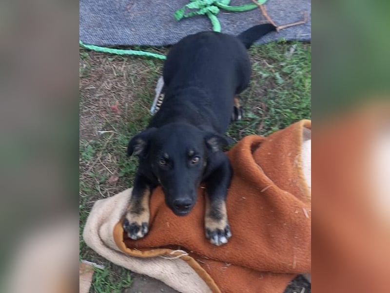 YARINA❤️zartes Hundemädchen möchte endlich aus dem Tierheim ausziehen