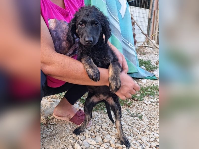 MILANA❤️liebe Kuschelmaus sucht dringend ihr Für-Immer-Körbchen