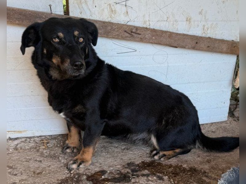 YARINA❤️zartes Hundemädchen möchte endlich aus dem Tierheim ausziehen