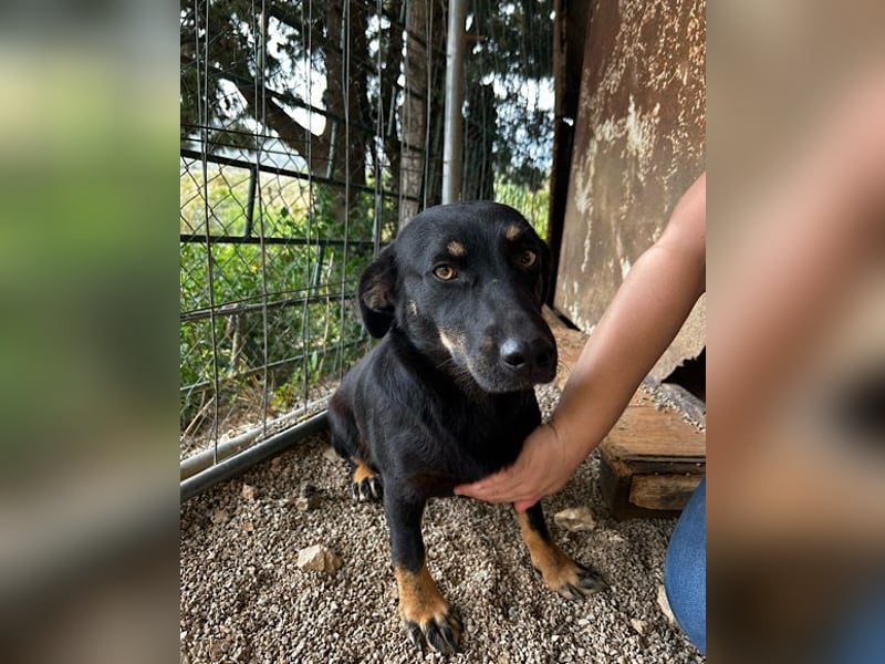 YARINA❤️zartes Hundemädchen möchte endlich aus dem Tierheim ausziehen