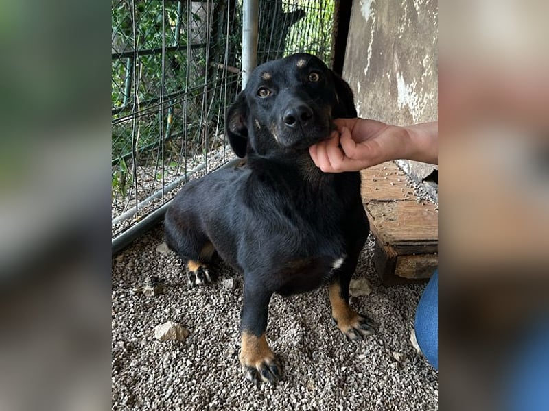 YARINA❤️zartes Hundemädchen möchte endlich aus dem Tierheim ausziehen