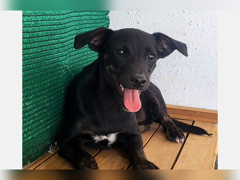 Pippi (PA) Fröhlich und verspielter Junghund