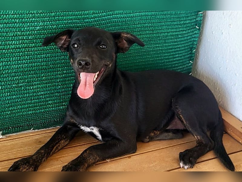 Pippi (PA) Fröhlich und verspielter Junghund