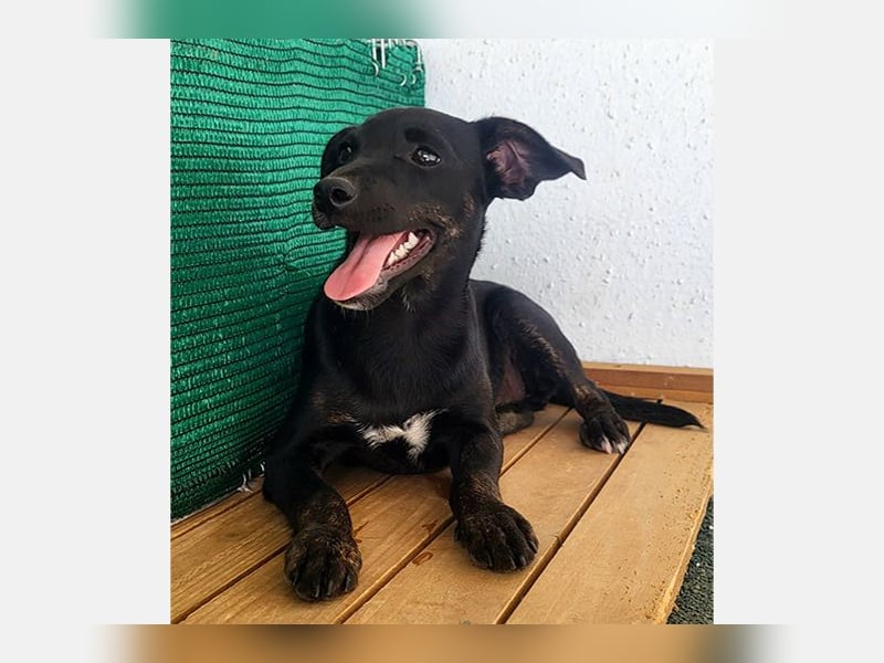 Pippi (PA) Fröhlich und verspielter Junghund