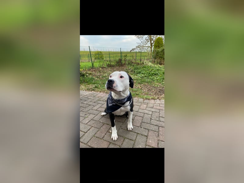 Liebevolle 1 jährige Hündin