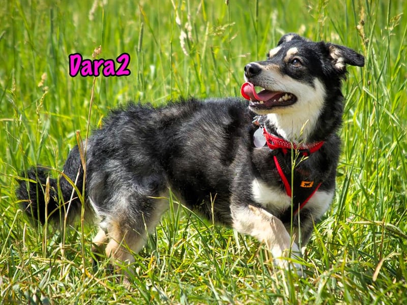 Dara2 01/2022  (in Deutschland) - sanfte, aktive und verschmuste, kleine Hündin!