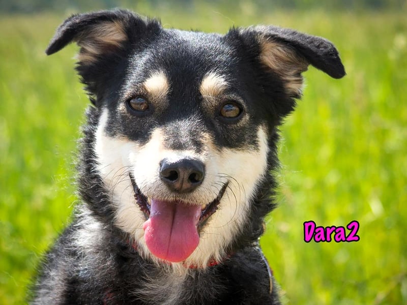 Dara2 01/2022  (in Deutschland) - sanfte, aktive und verschmuste, kleine Hündin!