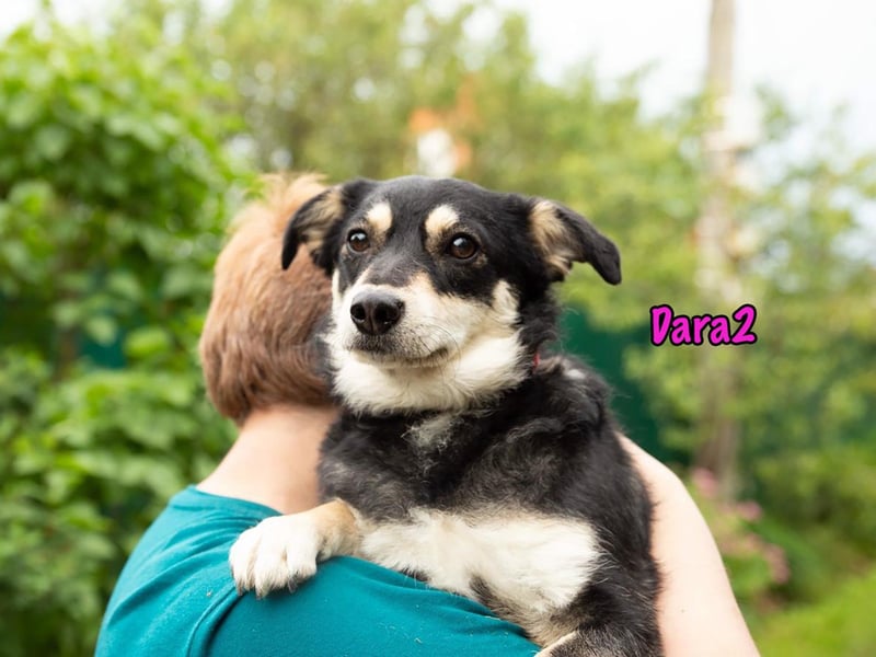 Dara2 01/2022  (in Deutschland) - sanfte, aktive und verschmuste, kleine Hündin!