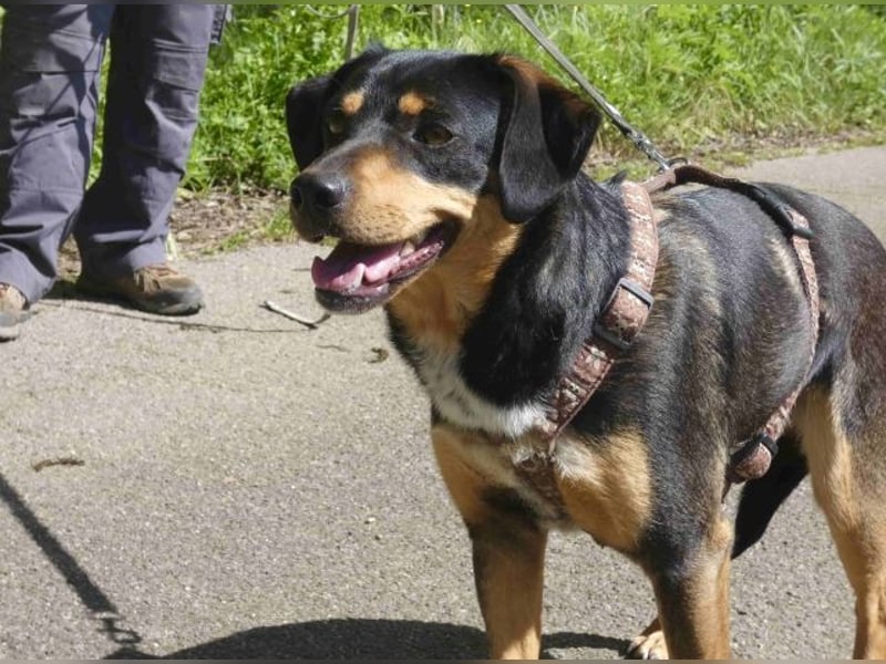 Dora - Anhängliche Dora sucht ihren Lieblingsmenschen