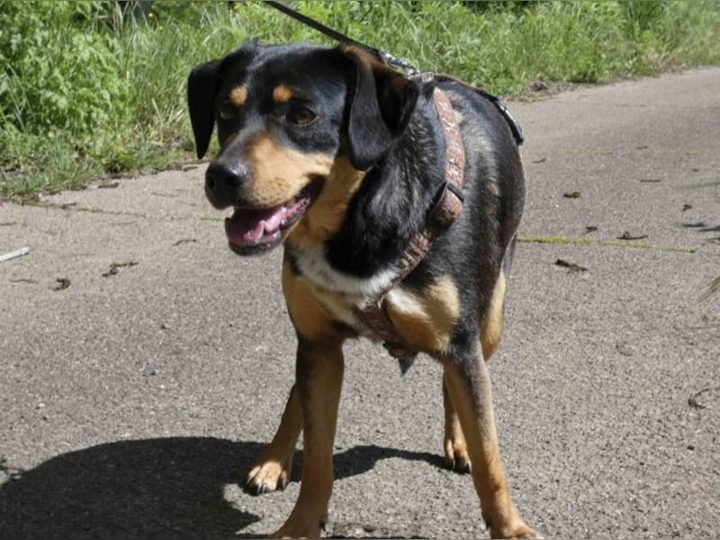 Dora - Anhängliche Dora sucht ihren Lieblingsmenschen