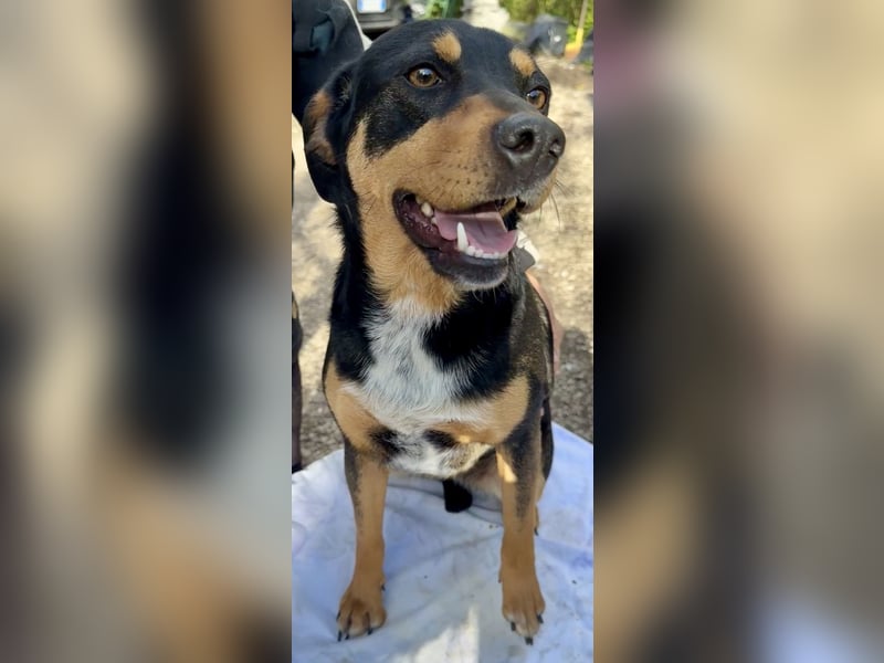 Dora - Anhängliche Dora sucht ihren Lieblingsmenschen
