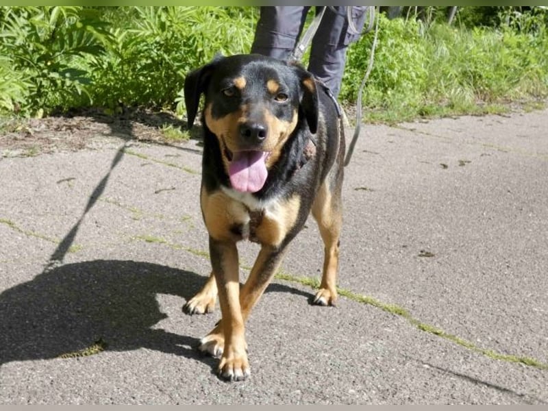 Dora - Anhängliche Dora sucht ihren Lieblingsmenschen