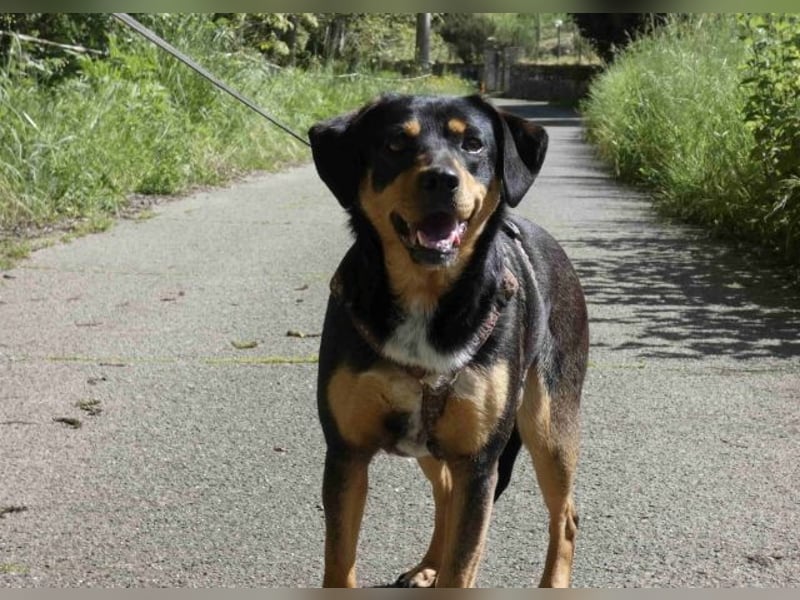Dora - Anhängliche Dora sucht ihren Lieblingsmenschen