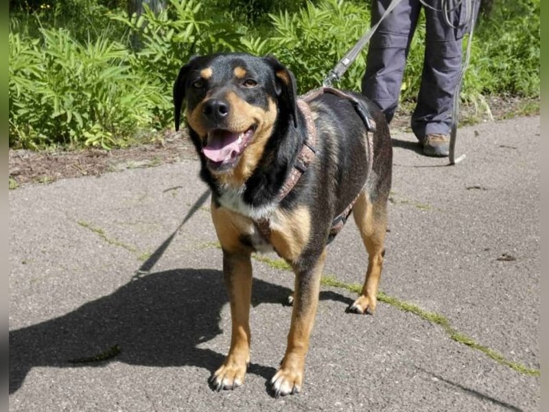 Dora - Anhängliche Dora sucht ihren Lieblingsmenschen