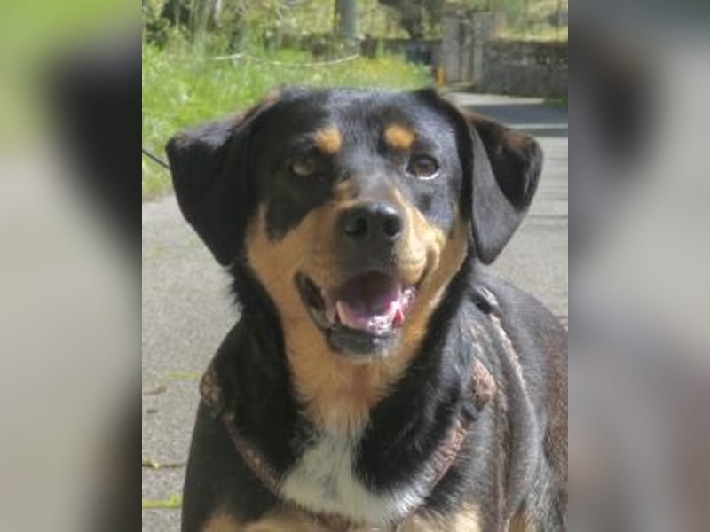 Dora - Anhängliche Dora sucht ihren Lieblingsmenschen