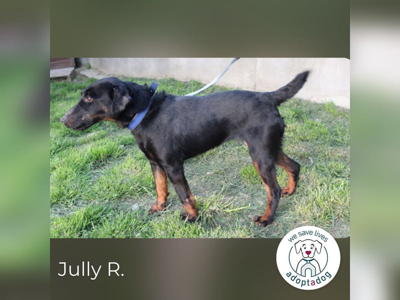 Jully R.: Blühendes Leben auf 4 Pfoten