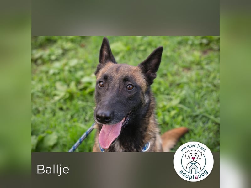 Ballje: lernfreudige Begleiterin