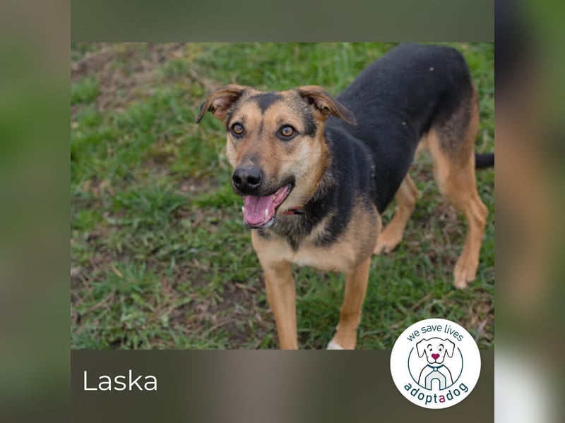 Laska: perfekt und lebensfroh