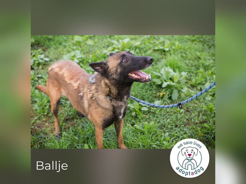 Ballje: lernfreudige Begleiterin