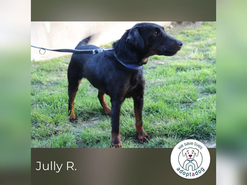 Jully R.: Blühendes Leben auf 4 Pfoten