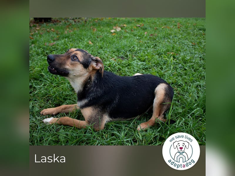 Laska: perfekt und lebensfroh