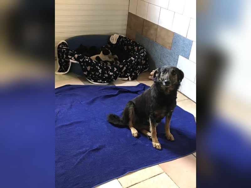 Alani: Sucht ein liebevolles Zuhause