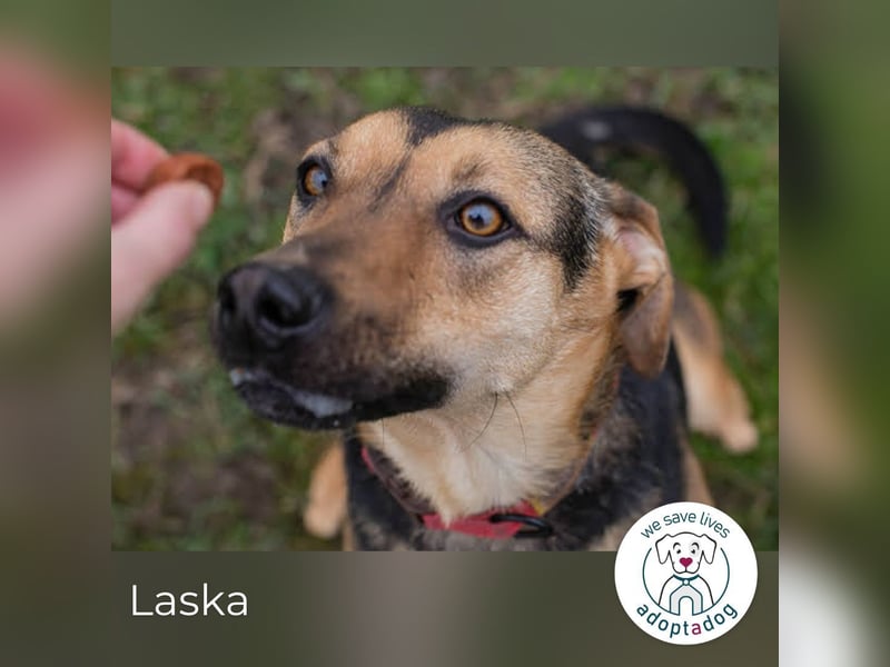 Laska: perfekt und lebensfroh