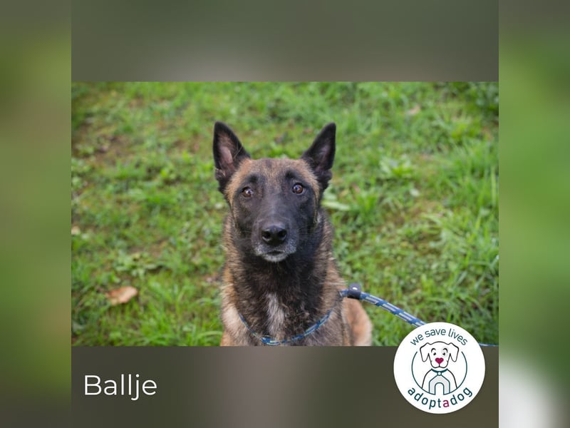 Ballje: lernfreudige Begleiterin