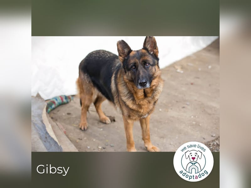 Gibsy – Gimme, Gimme a Herrchen after midnight!