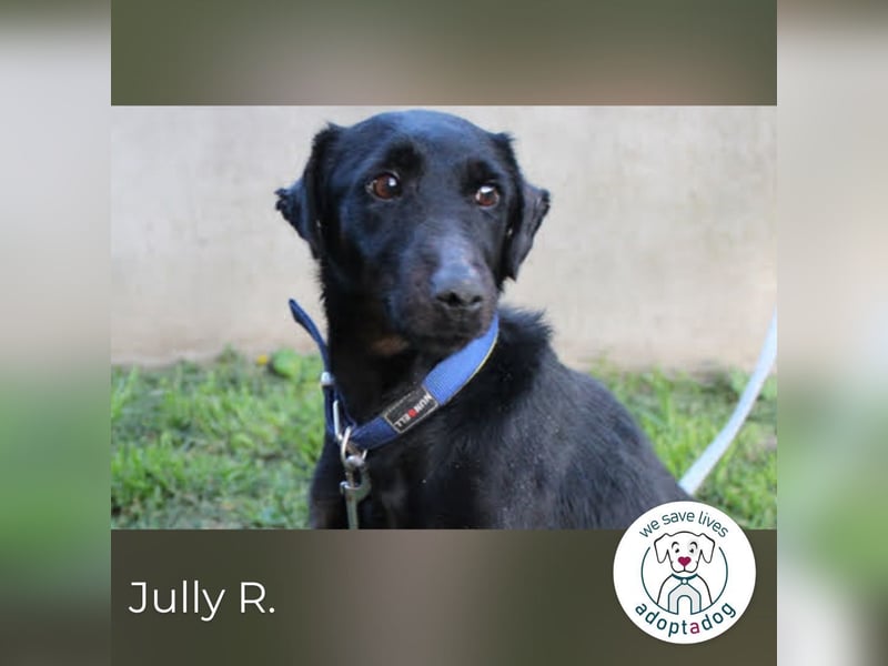 Jully R.: Blühendes Leben auf 4 Pfoten