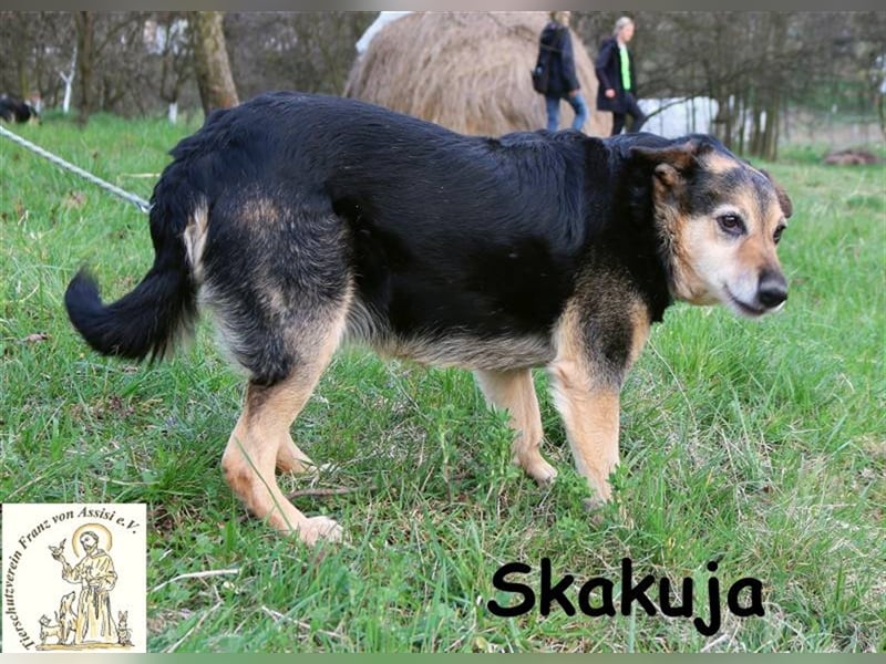 Verschmustes Sprungwunder Skakuja