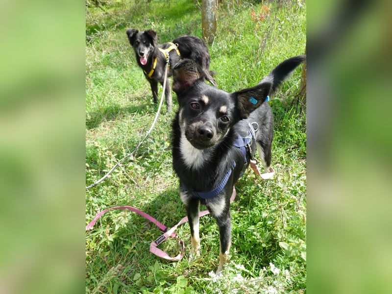 Zarte Cindy sucht ein liebevolles Zuhaus