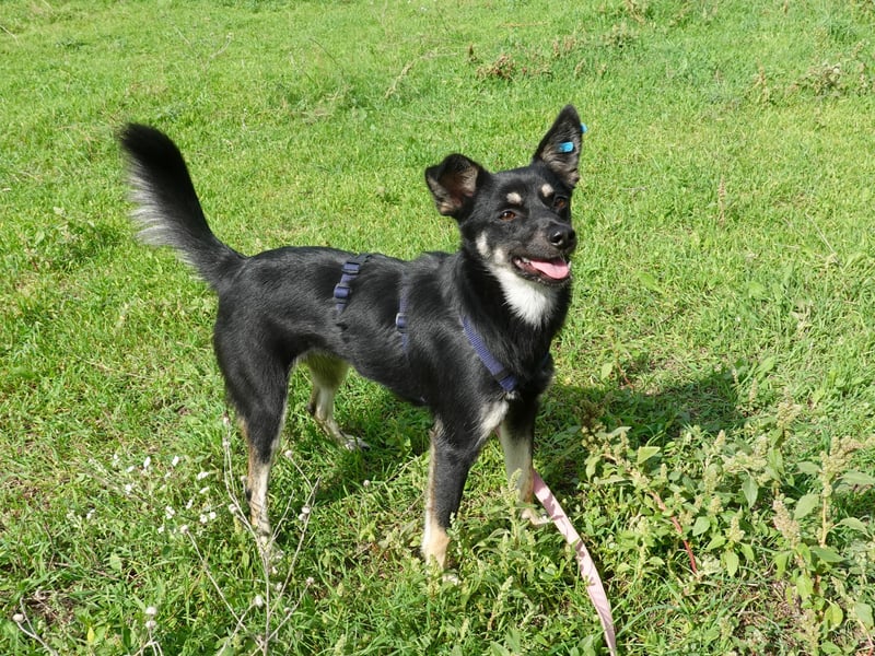 Zarte Cindy sucht ein liebevolles Zuhaus