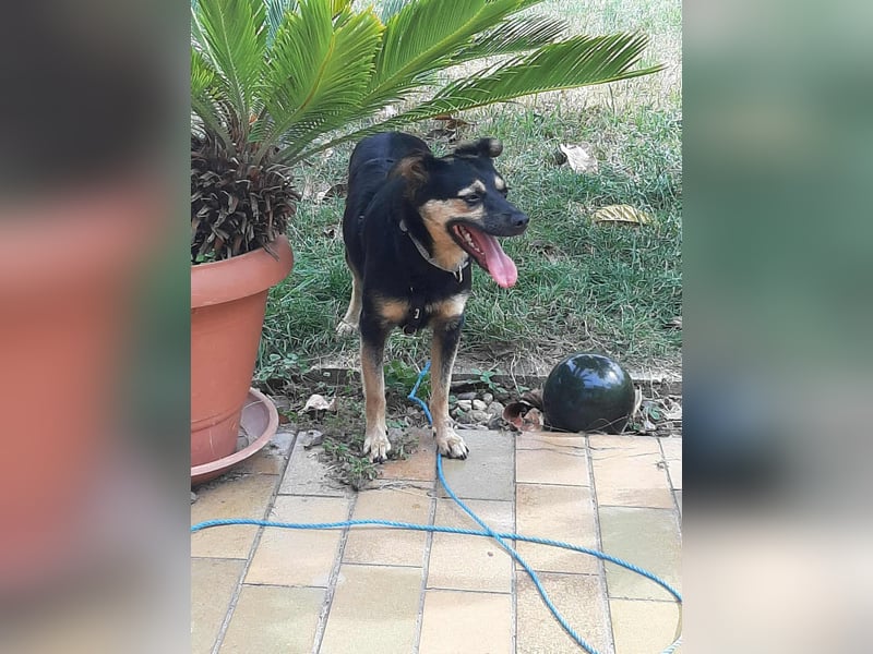 Vicky - quirliges Hundemädchen sucht aktives Zuhause