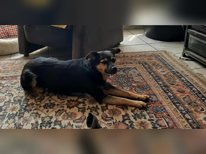 Vicky - quirliges Hundemädchen sucht aktives Zuhause