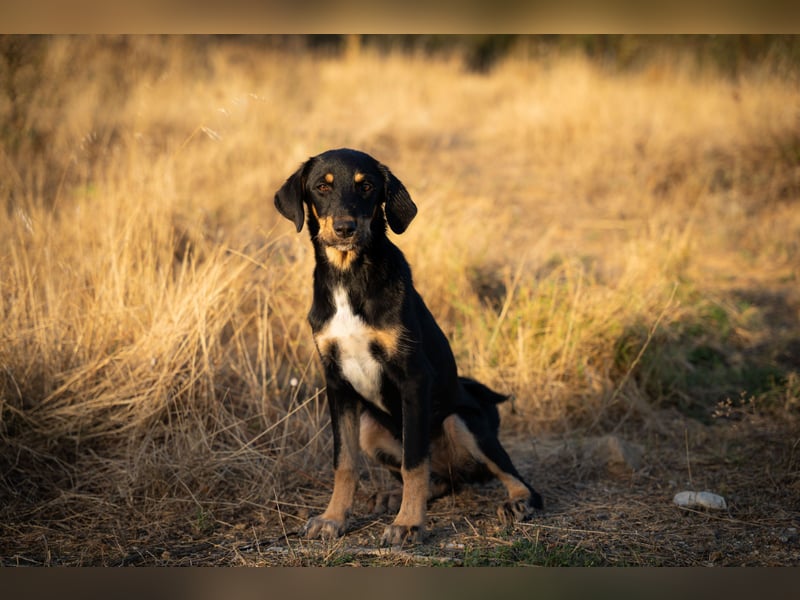 Frieda – Ein neugieriges Welpenmädchen auf der Suche nach ihrem Glück