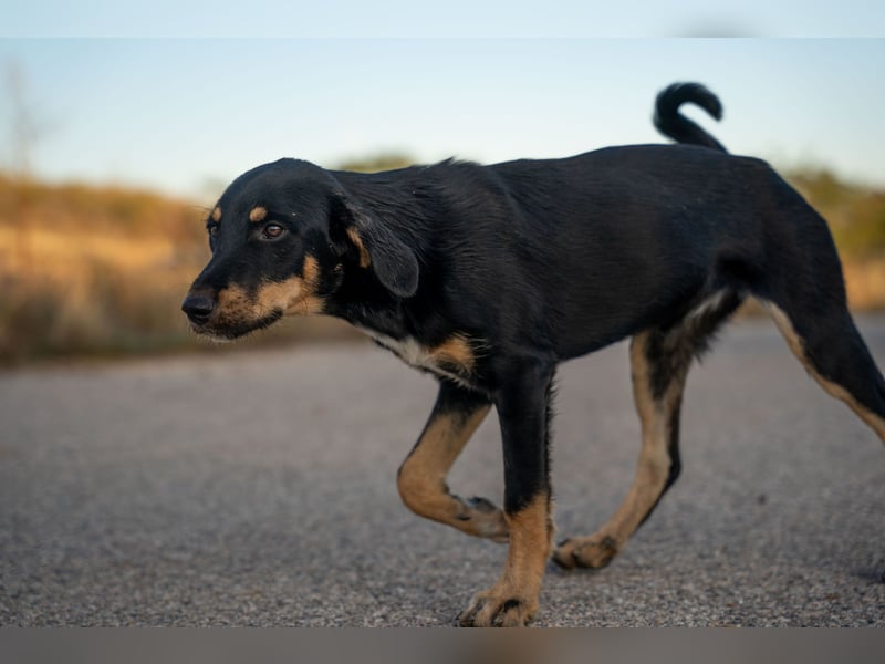 Frieda – Ein neugieriges Welpenmädchen auf der Suche nach ihrem Glück