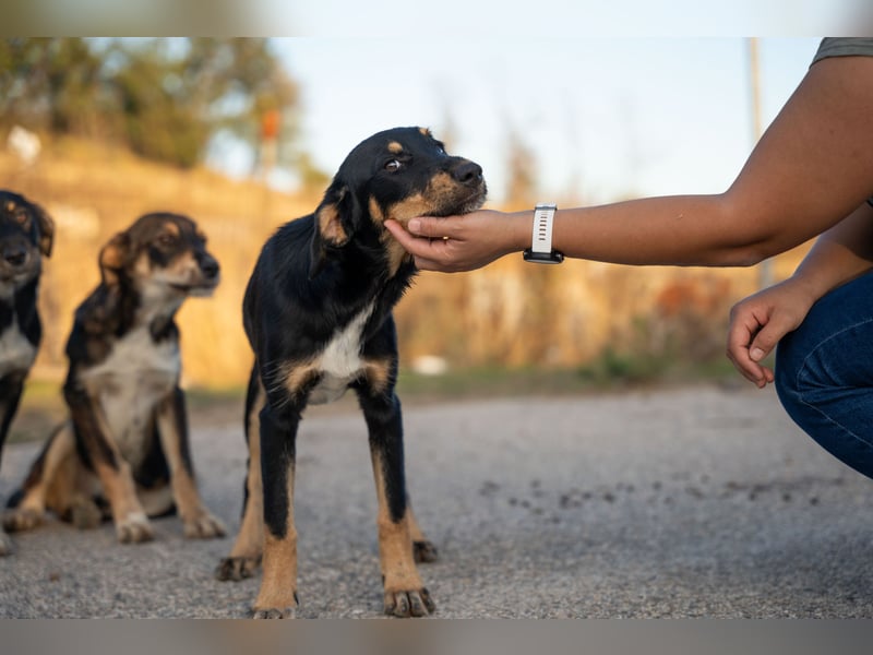 Frieda – Ein neugieriges Welpenmädchen auf der Suche nach ihrem Glück