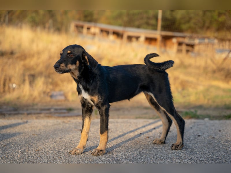 Frieda – Ein neugieriges Welpenmädchen auf der Suche nach ihrem Glück