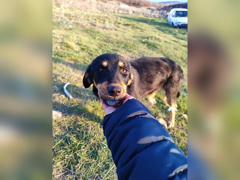 Frida - Wunderhübsch und noch auf der Straße