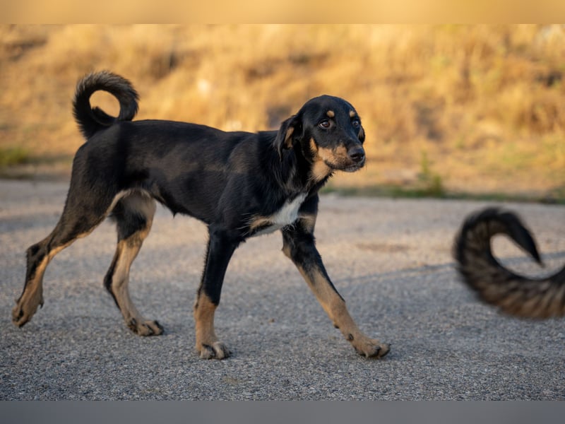 Frieda – Ein neugieriges Welpenmädchen auf der Suche nach ihrem Glück