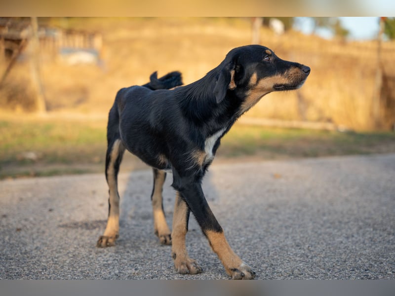 Frieda – Ein neugieriges Welpenmädchen auf der Suche nach ihrem Glück