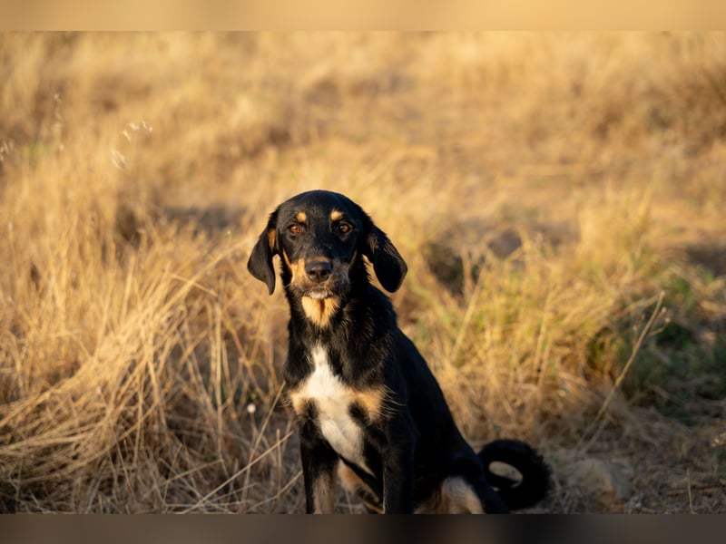 Frieda – Ein neugieriges Welpenmädchen auf der Suche nach ihrem Glück