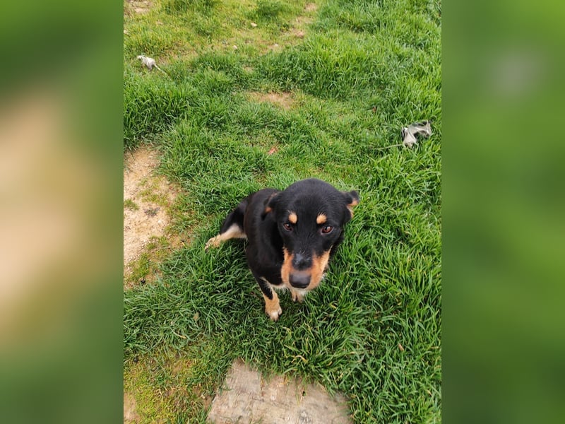 Frida - Wunderhübsch und noch auf der Straße