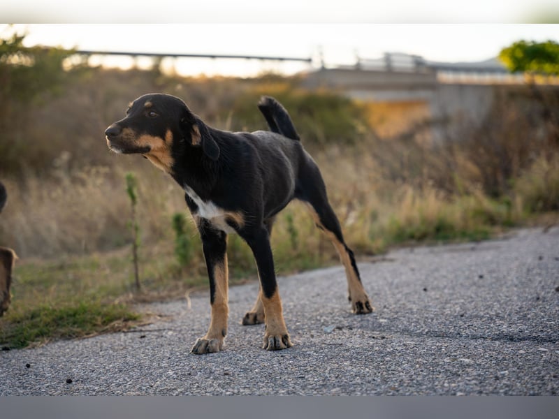 Frieda – Ein neugieriges Welpenmädchen auf der Suche nach ihrem Glück