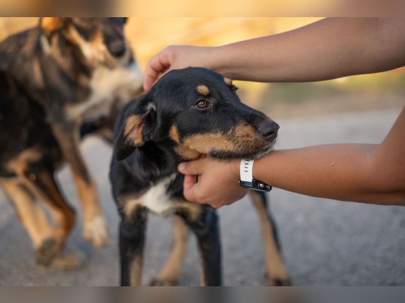 Frieda – Ein neugieriges Welpenmädchen auf der Suche nach ihrem Glück